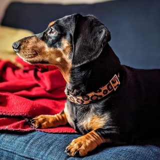 Black and Brown Dachshund wearing a Leopard print handmade fabric collar