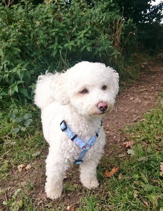 How to Choose the Perfect Collar and Harness for Your Dog: A Comprehensive Guide