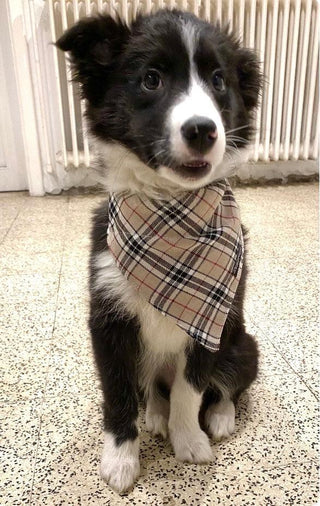 Add a Matching SLIP-ON BANDANA (subject to fabric availability) 3 - Hippytails