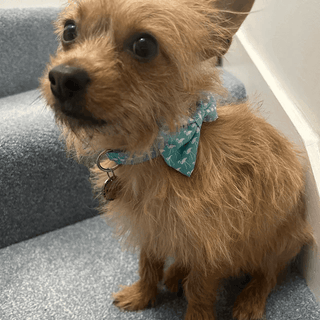 Add a Matching BOW TIE (subject to fabric availability) 12 - Hippytails