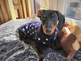 Polka Dot Winter Dog Coat, Girl, Boy Dog Jacket in Black, Red, Purple and Navy Blue with Polar Fleece Lining