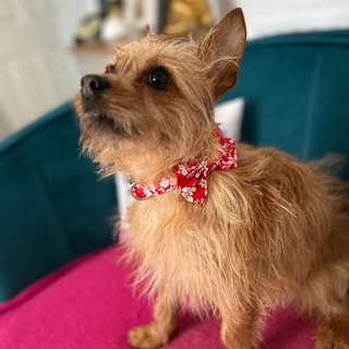 Dog wearing a Handmade Dog Bow Tie