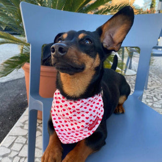 Dog sitting on Blue Chair with Red Hearts Dog Bandana on White - Hippytails