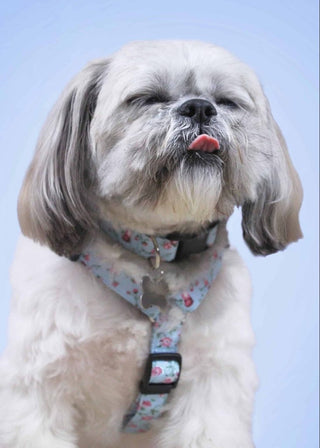 Handmade Blue Flowers fabric dog collar and harness