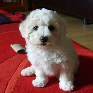 White Puppy Bichon Frise