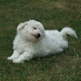 Bichon Frise puppy on the grass