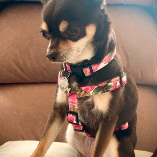 Chihuahua wearing pink flowers handmade dog harness