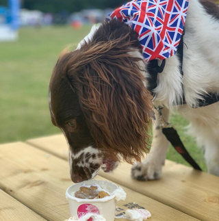 Dog eating puppuccino and wearing British jubilee bandana