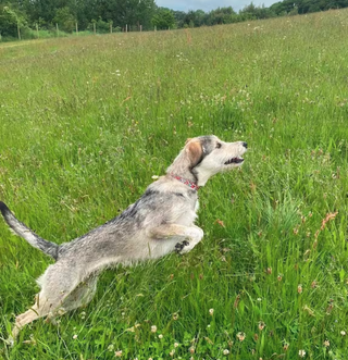 Dog jumping through grass field with Handmade Liberty Red Collar