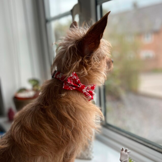 Dog looking out of window wearing red bow tie
