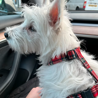 Dog wearing Royal Stewart Red Dog Harness