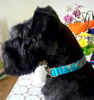 Turquoise Japanese Brocade Dog Collar, Floral Designer Girl or Boy Dog Collar, Kimono Style Female, Male Puppy Party Dog Collar