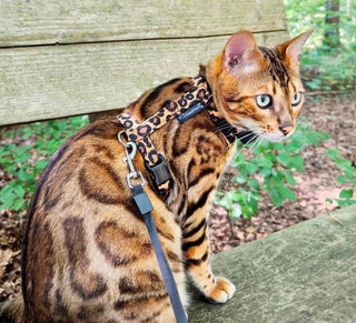Cat harness leopard print, optional lead