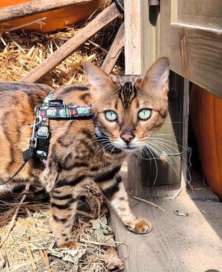 Cat harness Mexican skulls, cat harness mini Calaveras, Halloween cat harness, optional lead
