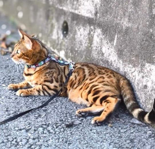 Cat harness Mexican skulls, cat harness mini Calaveras, Halloween cat harness, optional lead