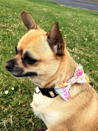 Add a Matching BOW TIE (subject to fabric availability) 4 - Hippytails
