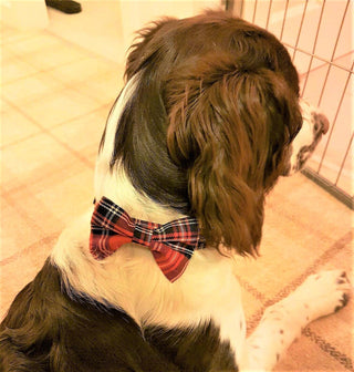 Red Royal Stewart Tartan, Beige Tartan Dog Collar 6 - Hippytails