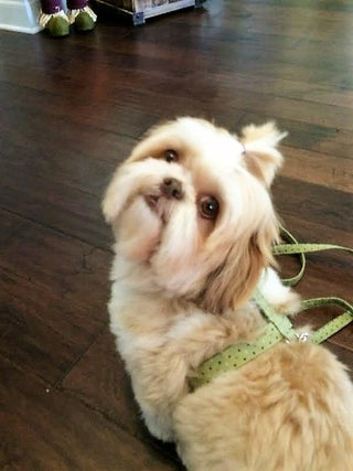 Olive Green Polka Dot Dog Collar 2 - Hippytails
