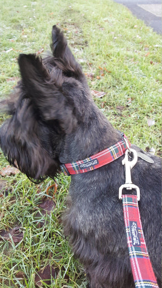 Red Royal Stewart Tartan, Beige Tartan Dog Collar 5 - Hippytails