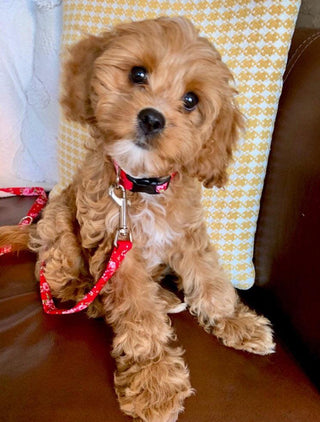 Small Red Vintage Rose Dog Collar 3 - Hippytails