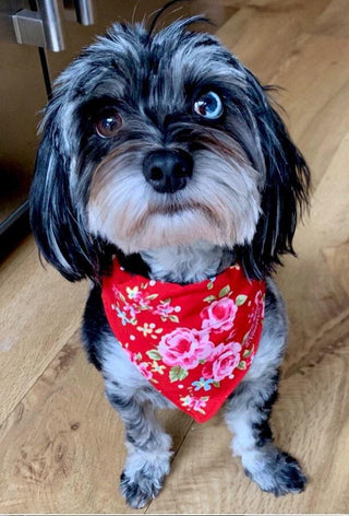 Small Red Vintage Rose Dog Collar 6 - Hippytails