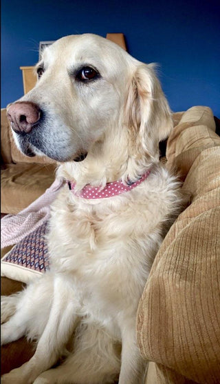 Dusky Pink Polka Dot Dog Collar 2 - Hippytails