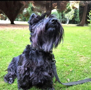 Black Polka Dot Dog Collar 3 - Hippytails