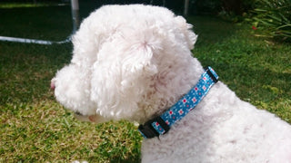 Turquoise Geometric Designer Dog Collar 3 - Hippytails