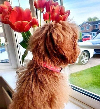 Flamingo Dog Collar in Pink or White 4 - Hippytails