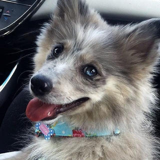 Sky Blue Vintage Rose Dog Collar 1 - Hippytails