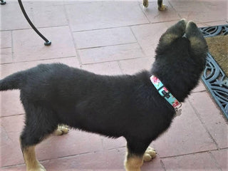 Sky Blue Vintage Rose Dog Collar 4 - Hippytails