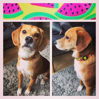 Yellow Watermelon Designer Dog Collar 1 - Hippytails