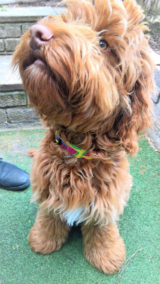 Yellow Watermelon Designer Dog Collar 5 - Hippytails