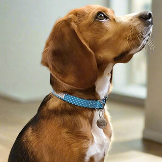 Sky Blue Polka Dot Dog Collar 1 - Hippytails