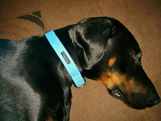 Sky Blue Polka Dot Dog Collar 3 - Hippytails
