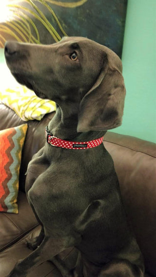 Red, Grey or Mint Green Polka Dot Dog Collar 3 - Hippytails