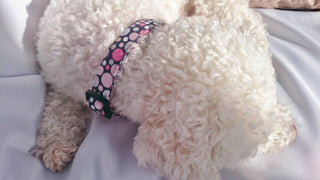 Pink Bubbles Dog Collar 3 - Hippytails