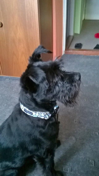 Pink Bubbles Dog Collar 5 - Hippytails