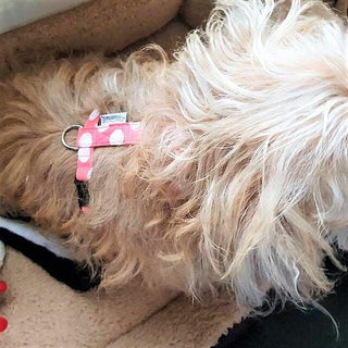 Salmon Pink Large Polka Dot Dog Collar 2 - Hippytails