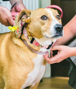 Pink and Grey Vintage Rose Dog Collar 1 - Hippytails