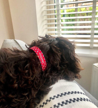 Red Daisies Dog Collar 4 - Hippytails