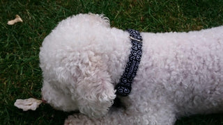 Paris Hearts Dog Collar 3 - Hippytails