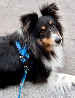 Turquoise Metallic Dog Collar 4 - Hippytails