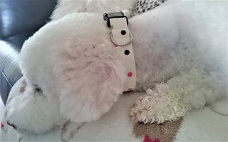 Pink and Black Polka Dot Dog Collar 2 - Hippytails