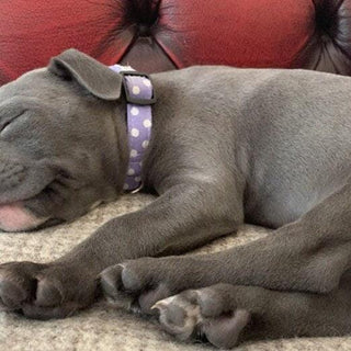 Lilac Large Polka Dot Dog Collar 7 - Hippytails