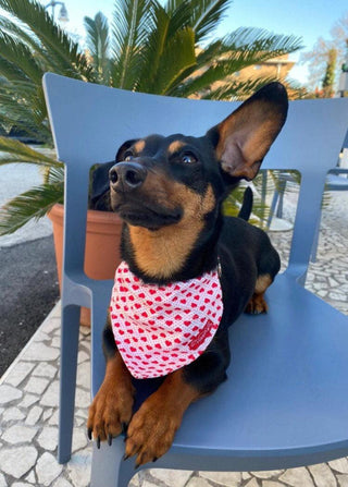 Red Hearts Dog Collar on White 2 - Hippytails