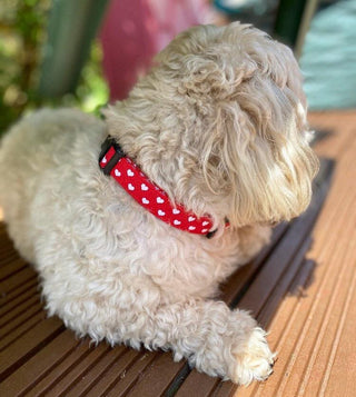 Big Red Hearts Dog Collar 4 - Hippytails