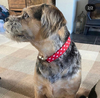 Big Red Hearts Dog Collar 5 - Hippytails
