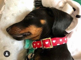 Big Red Hearts Dog Collar 6 - Hippytails