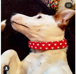 Big Red Hearts Dog Collar 8 - Hippytails